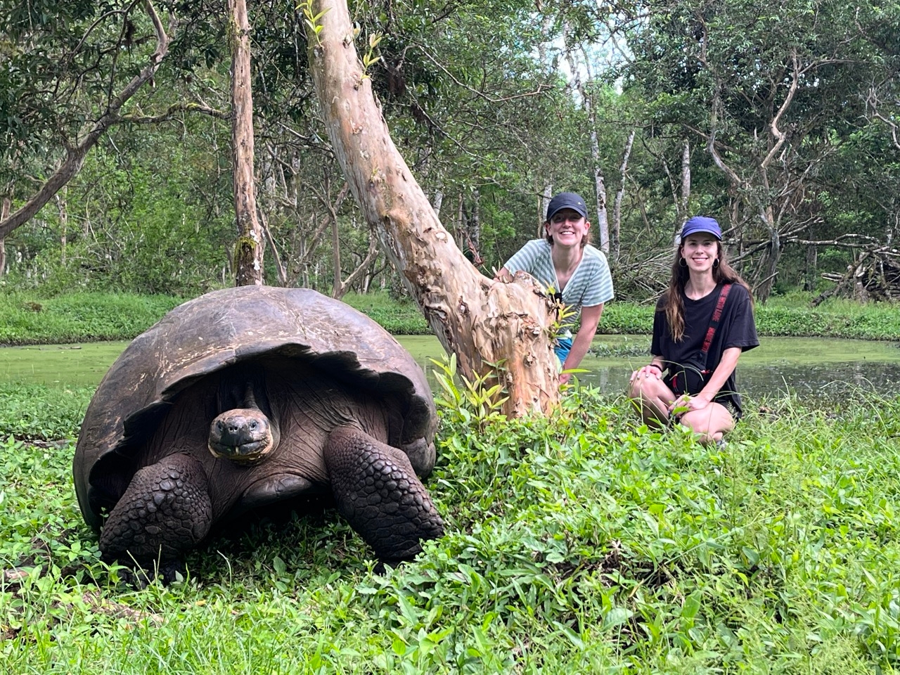 Giant tortoise in Galapagos