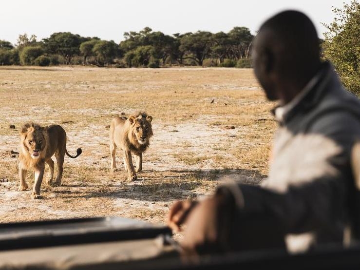 A close up of a safari guide looking at two lions from a safari vehicle.
