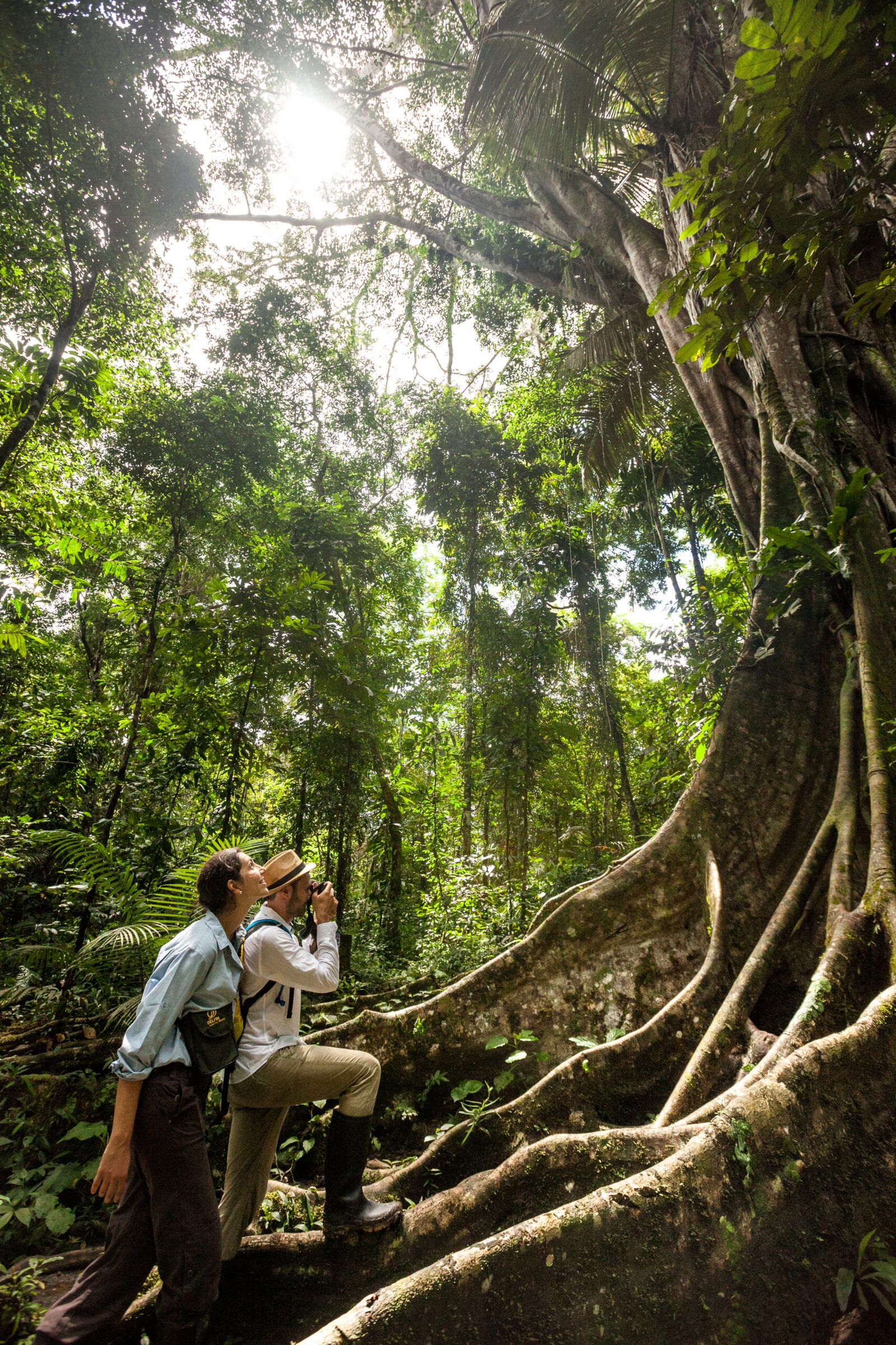 Two people looking up at a giant tree with large roots in a sunlit, dense tropical rainforest.