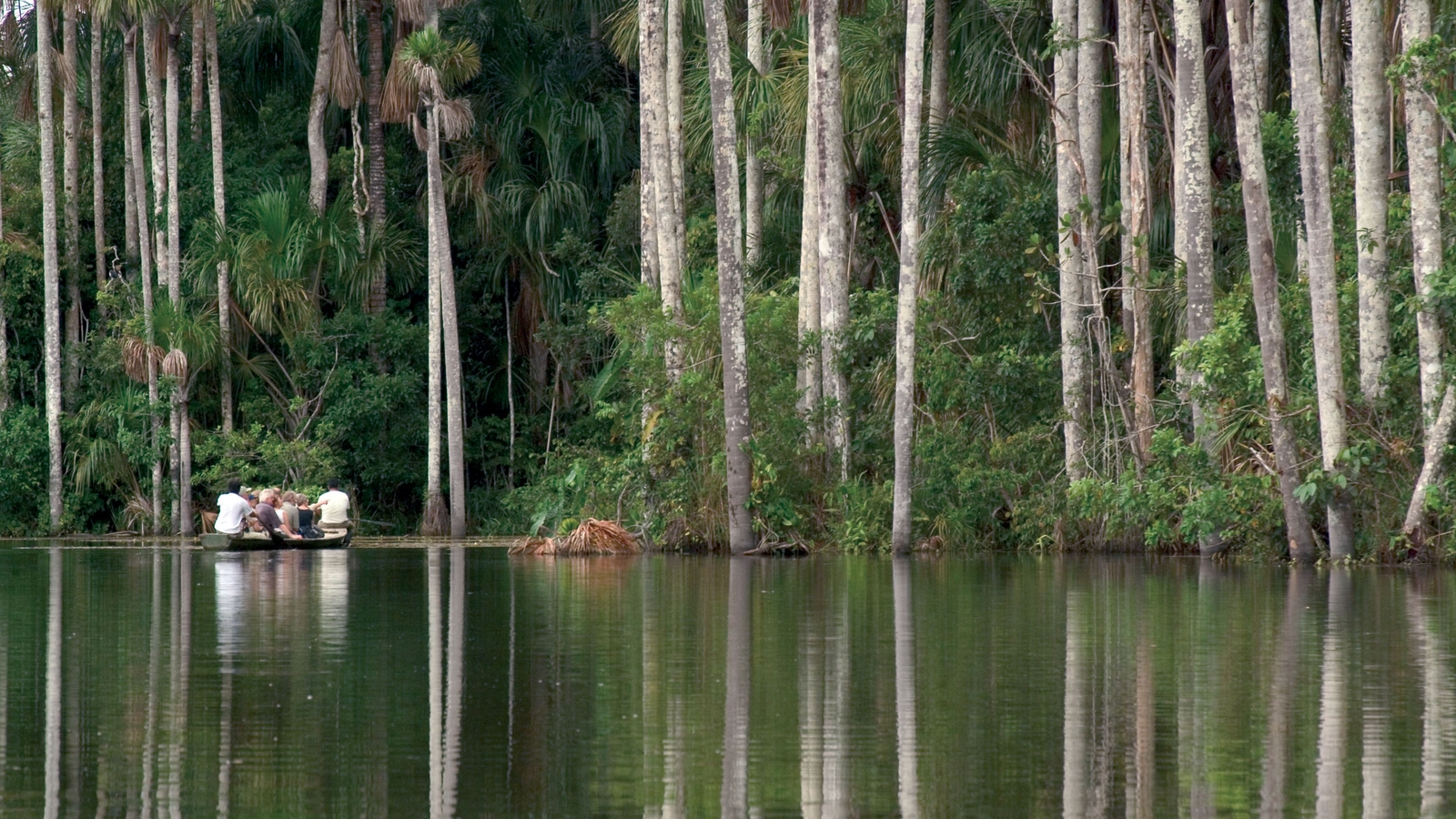 Amazon rainforest in Peru
