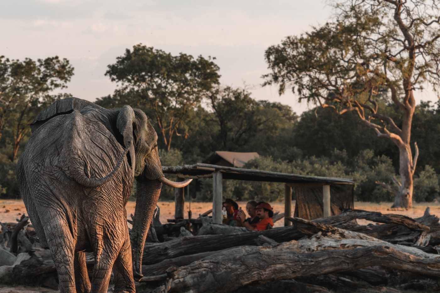 An elephant in front of a viewing hide at Wilderness Little Makalolo.