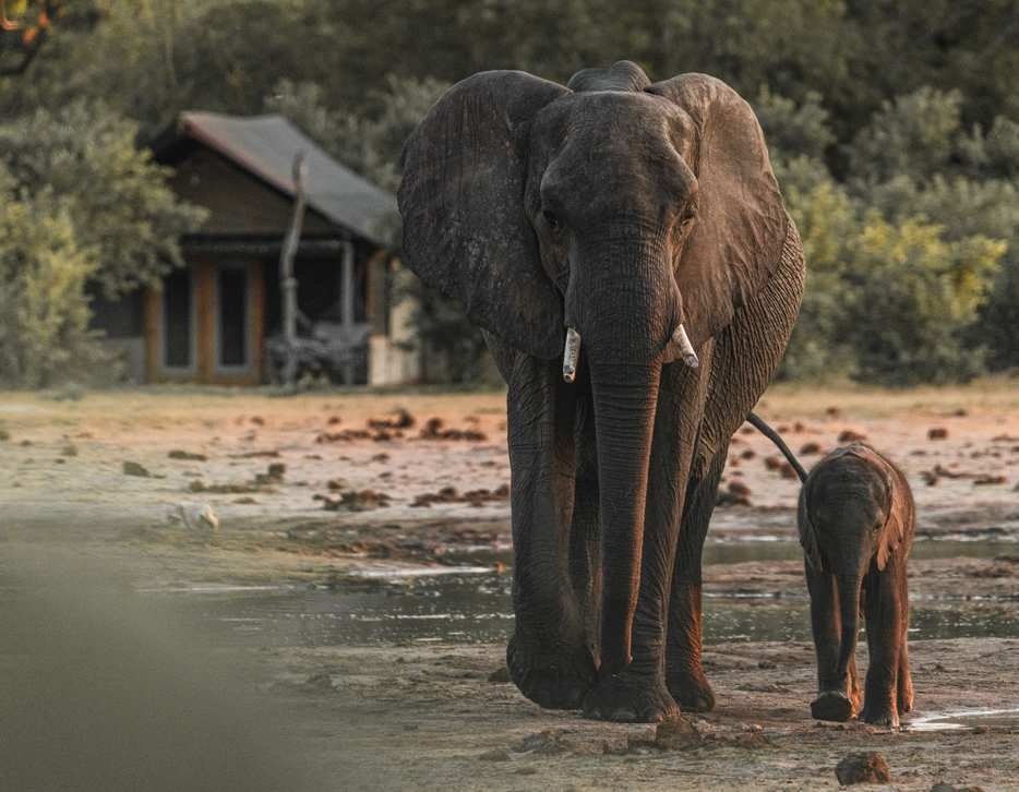 A pair of elephants in the foreground with Wilderness Little Makalolo in the background.