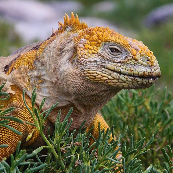 A close up of an iguana.