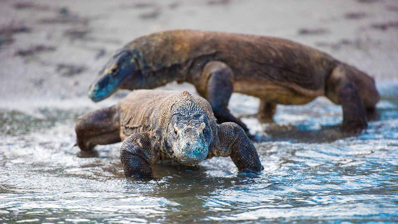 dunia-baru-exterior-komodo-dragon