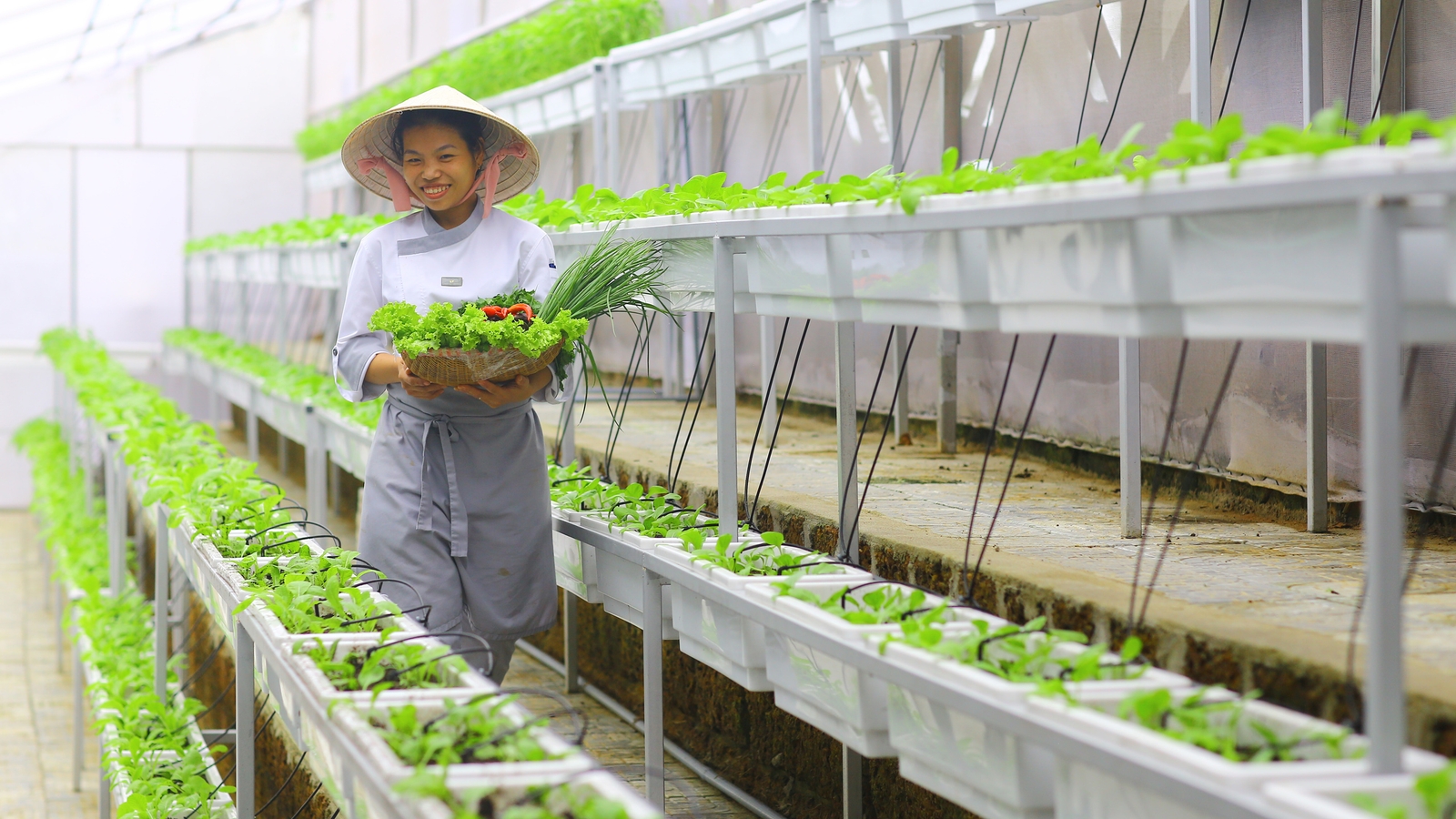 fusion-maia-plant-growing