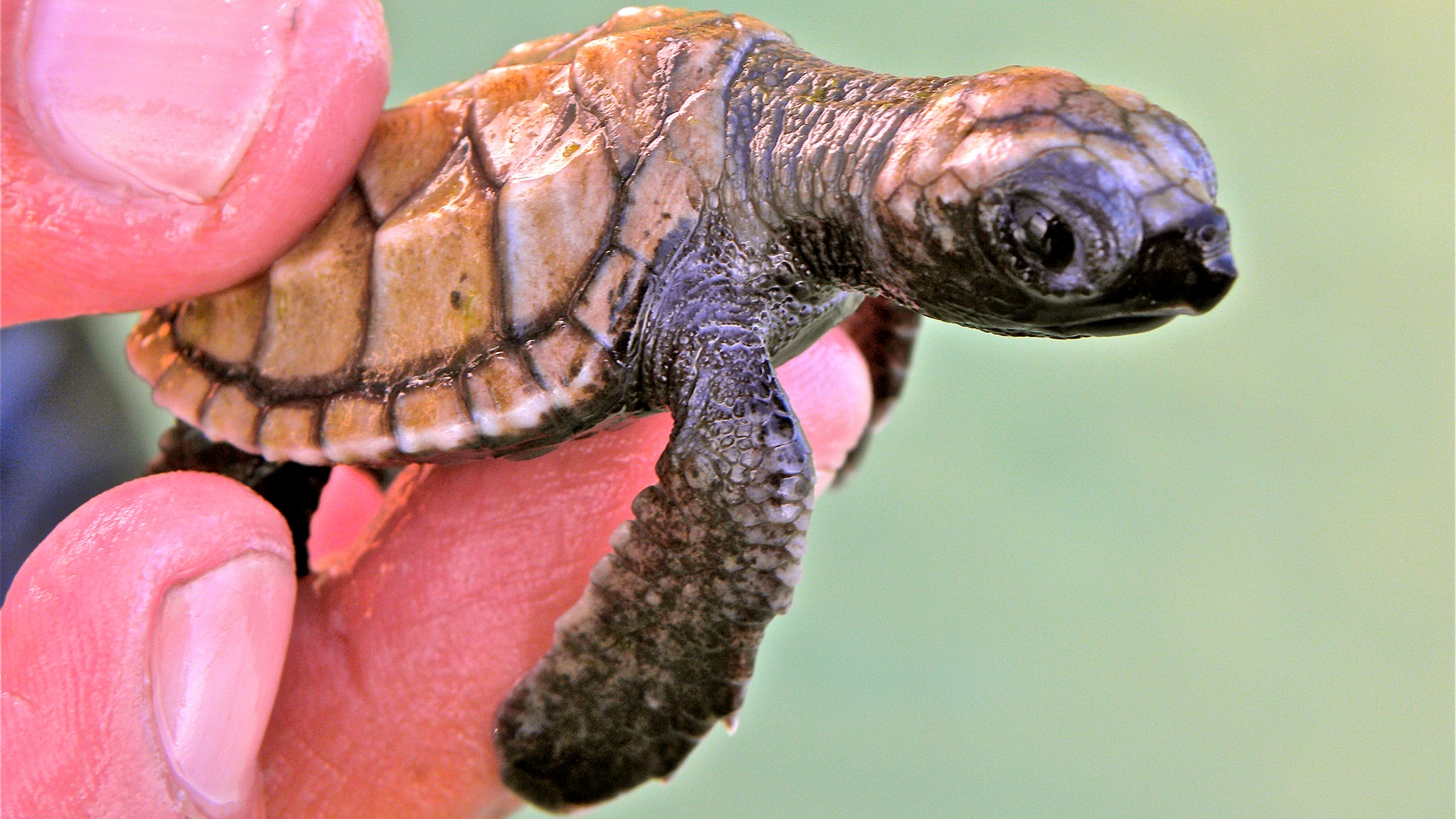 kura-kura-baby-turtle