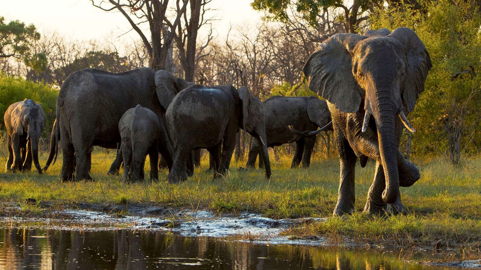 A herd of wild elephants standing be a watering hole
