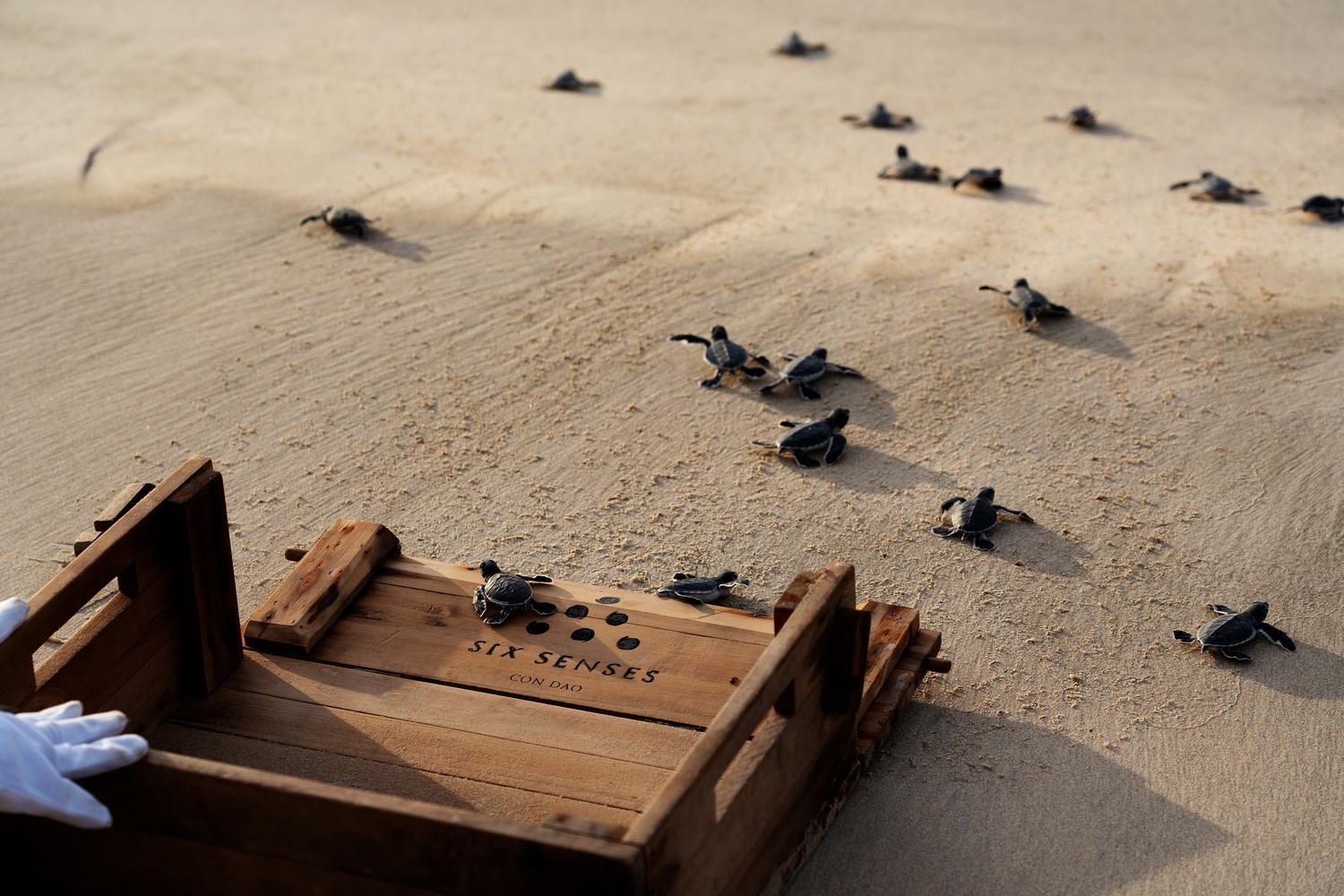 Releasing baby turtles onto the beach at Six Senses Con Dao