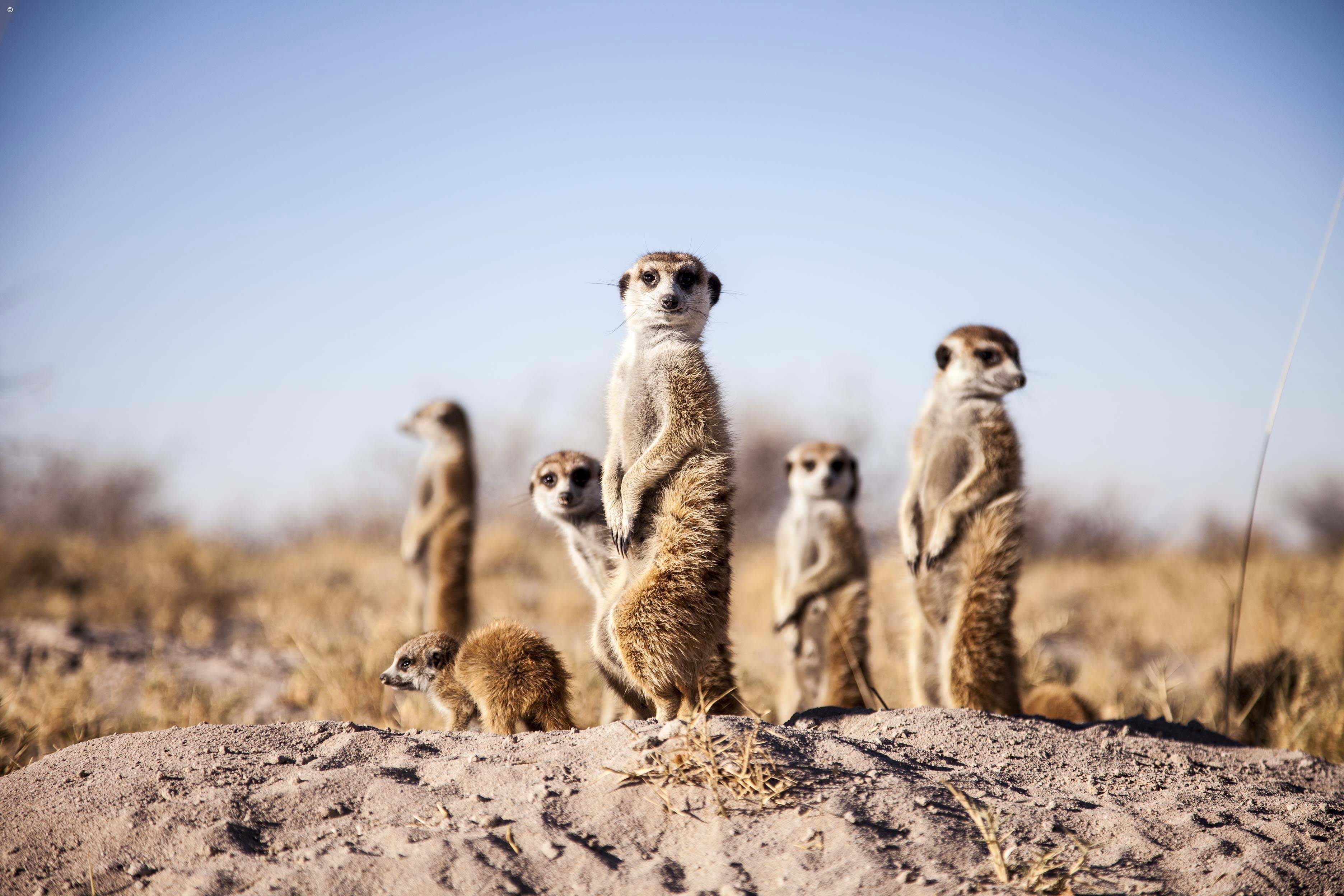 Several meerkats standing upright on a sandy burrow against a blue sky during luxury African family safari tours.