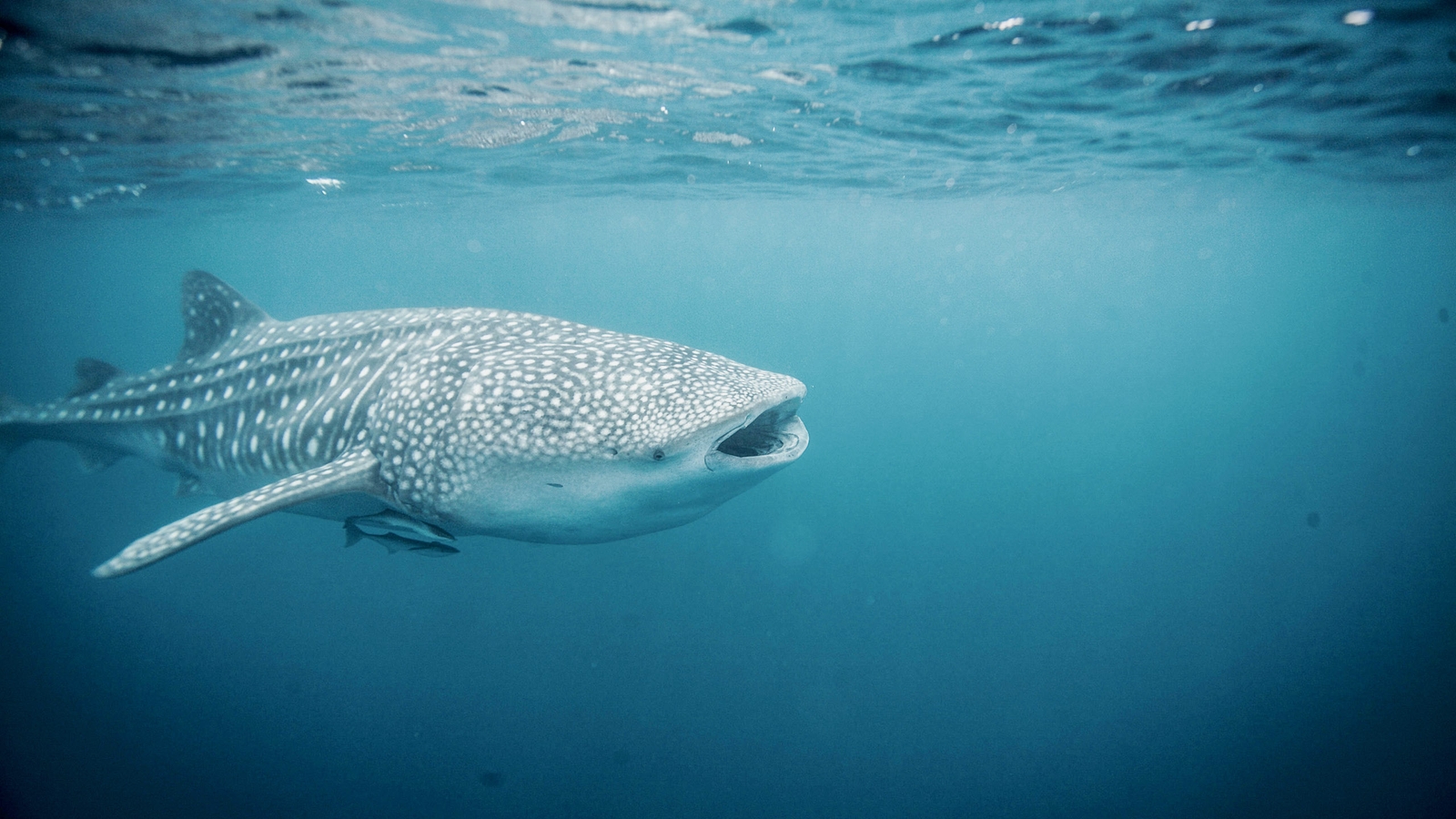 Close-up of a large whale shark swimming through clear blue water with small remora fish attached.