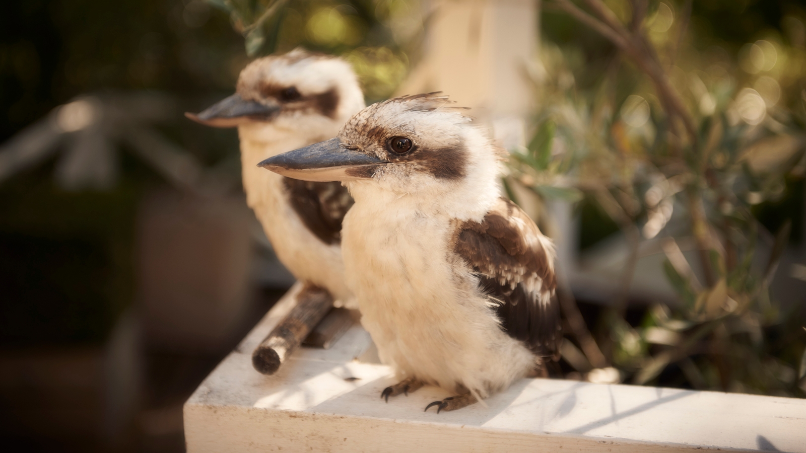 lake-house-daylesford-kookaburra