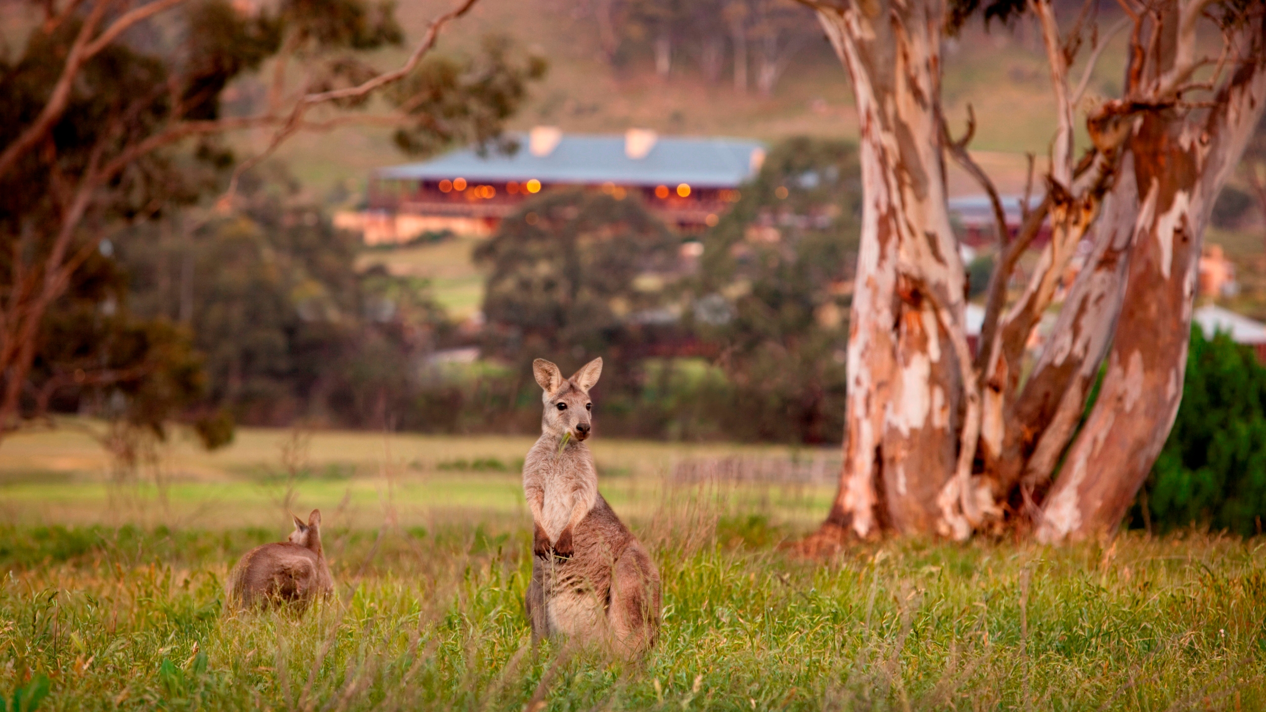 wolgan-valley-wallaby