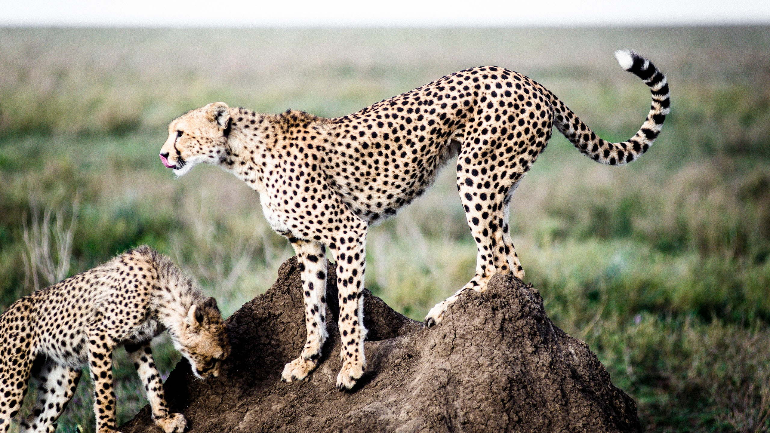 Two cheetahs standing on a dirt mound in the Serengeti