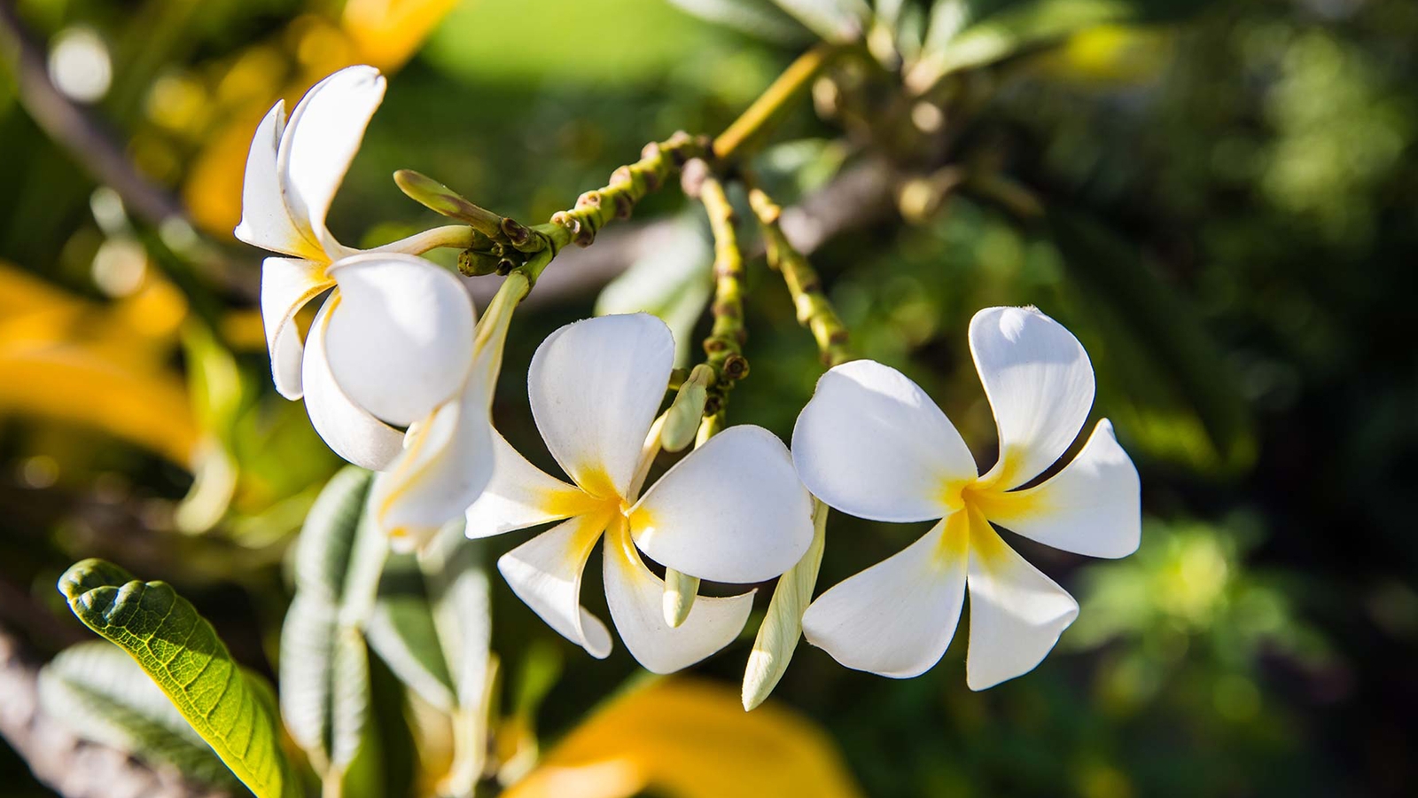 kokomo-private-island-frangipane