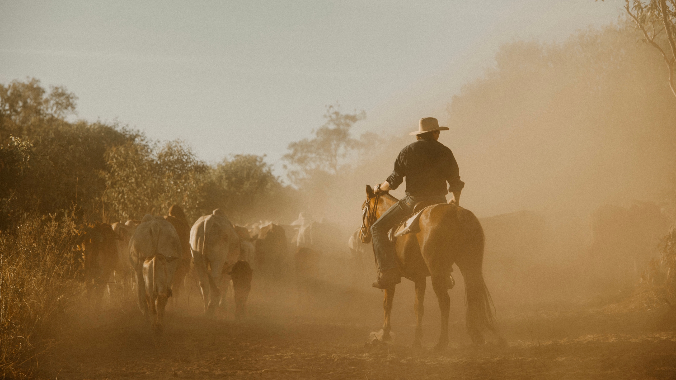 bullo-river-station-cattle