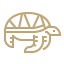 Mexico sea turtles main icon