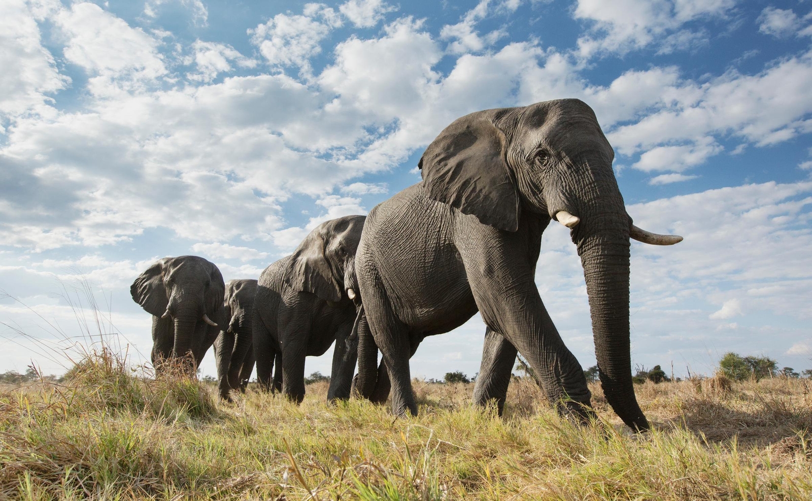 Elephants in Hwange National Park, Zimbabwe
