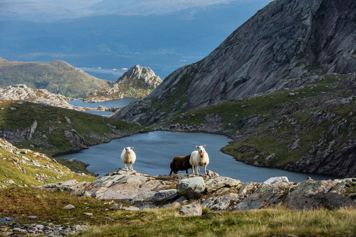 Two sheep in the Norwegian Fjords with lakes in the backdrop.