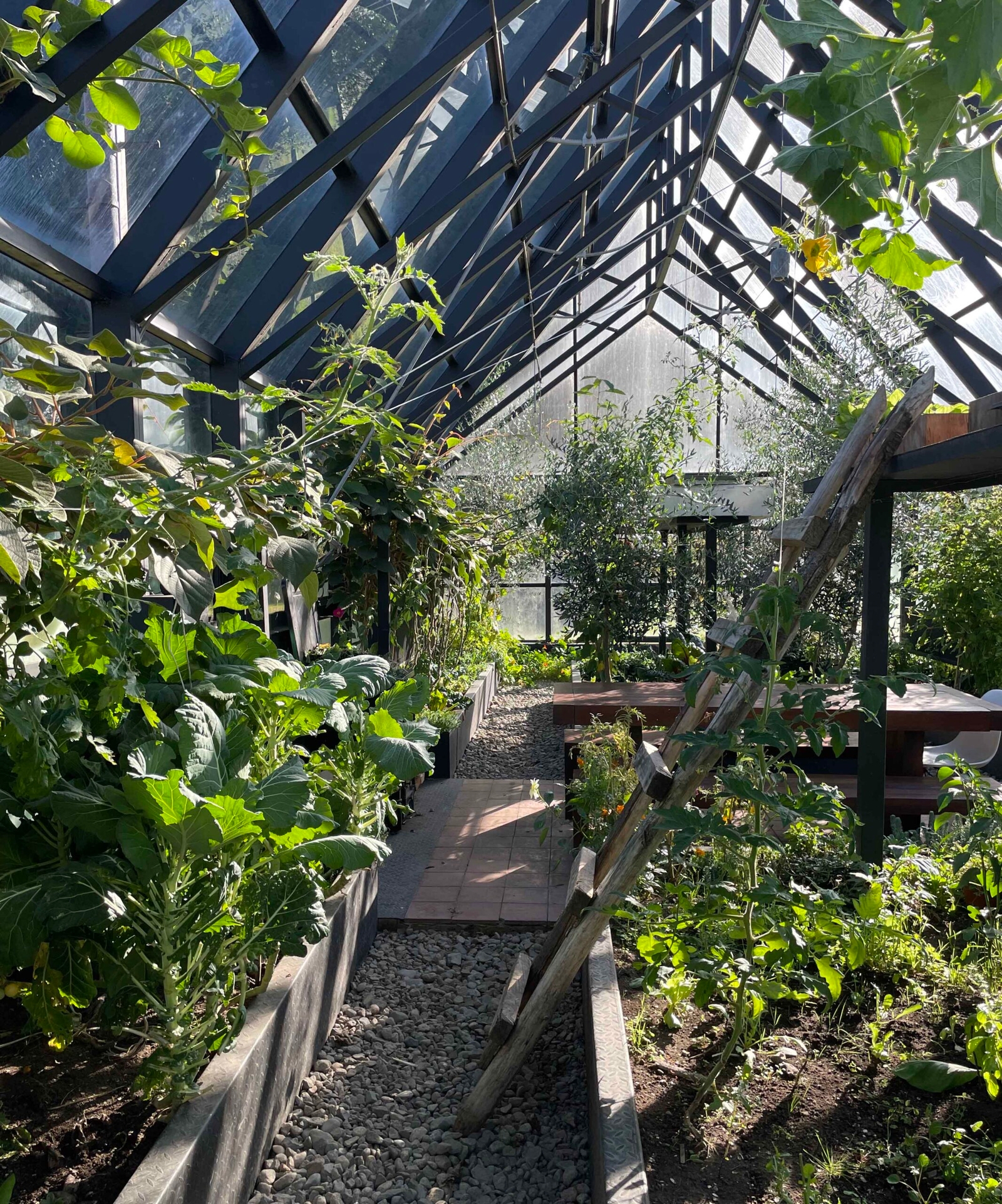 Greenhouse interior with plants and a gravel path under a glass roof with sunlight filtering through.