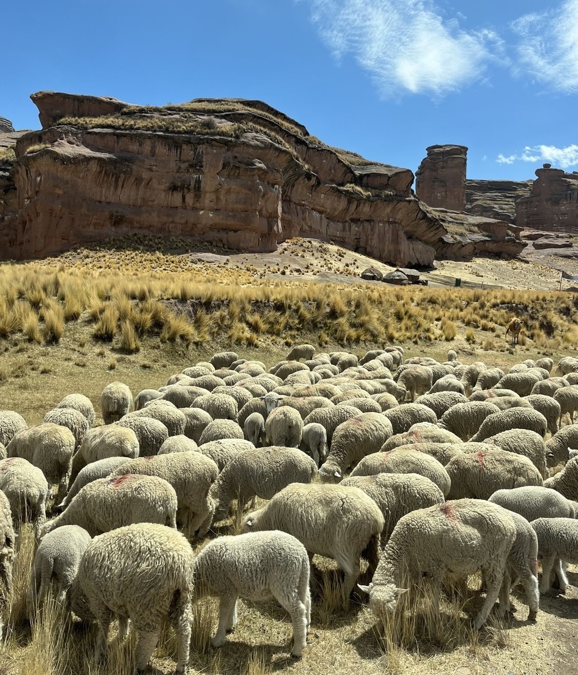 Herd of sheep grazing in a field with towering rock formations in the background under a blue sky.