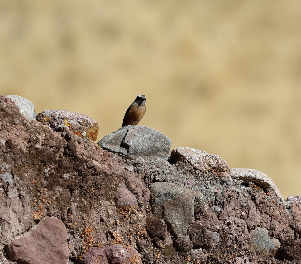 A solitary bird resting on a rock, set against the backdrop of a sprawling field.