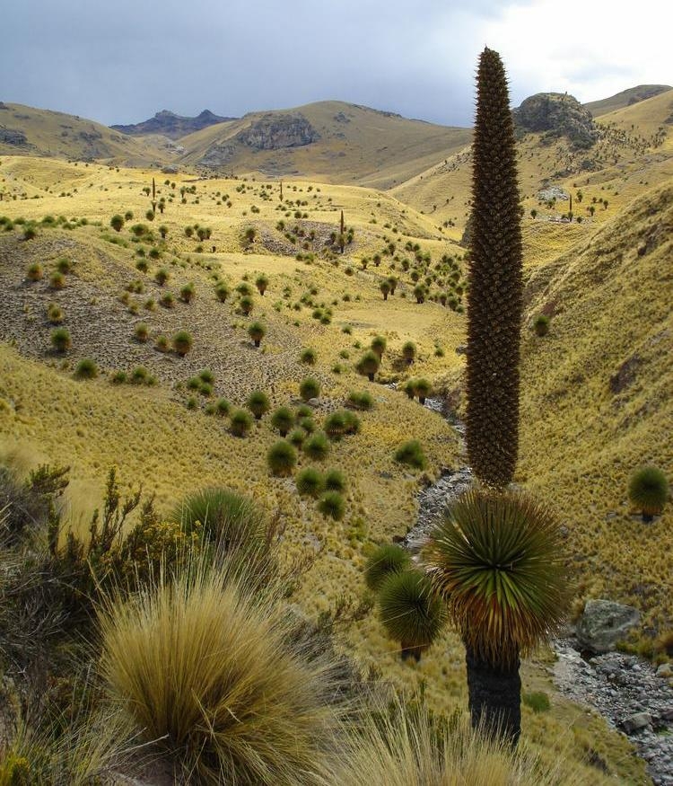 A scenic view of a tall grassy hill, characterised by lush greenery and a serene landscape under a cloudy sky.