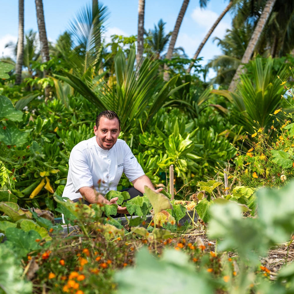 A chef harvesting produce from a garden at Waldorf Astoria Seychelles Platte Island.