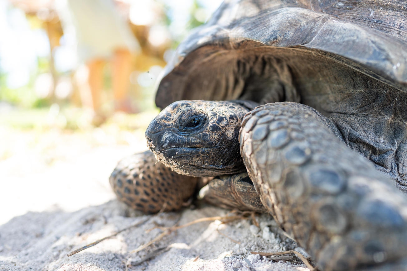 A giant Aldabra tortoise.