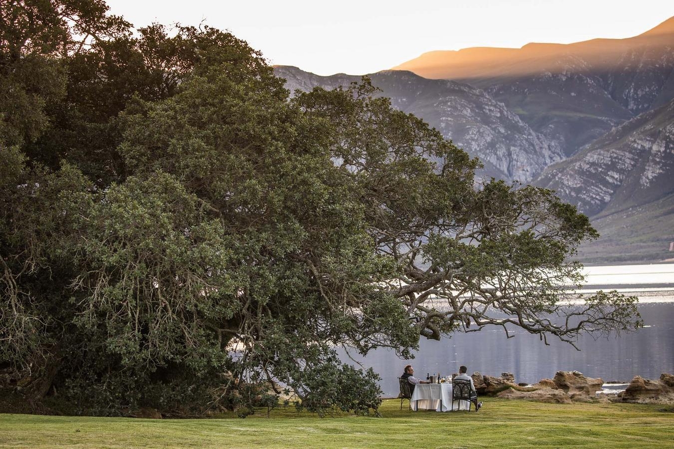 Two people dining outside beneath a leafy tree at Coot Club.