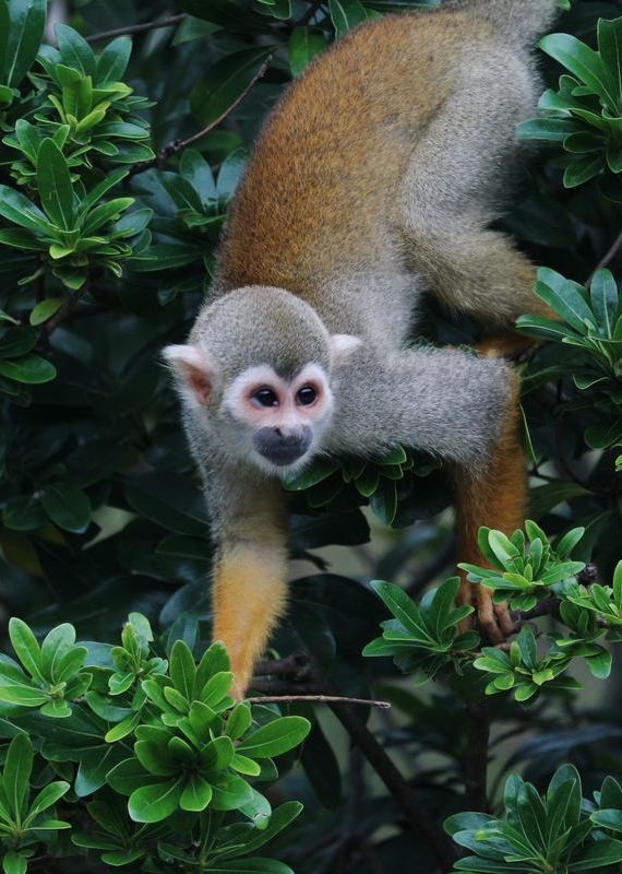 Casa Amazonas mono ardilla