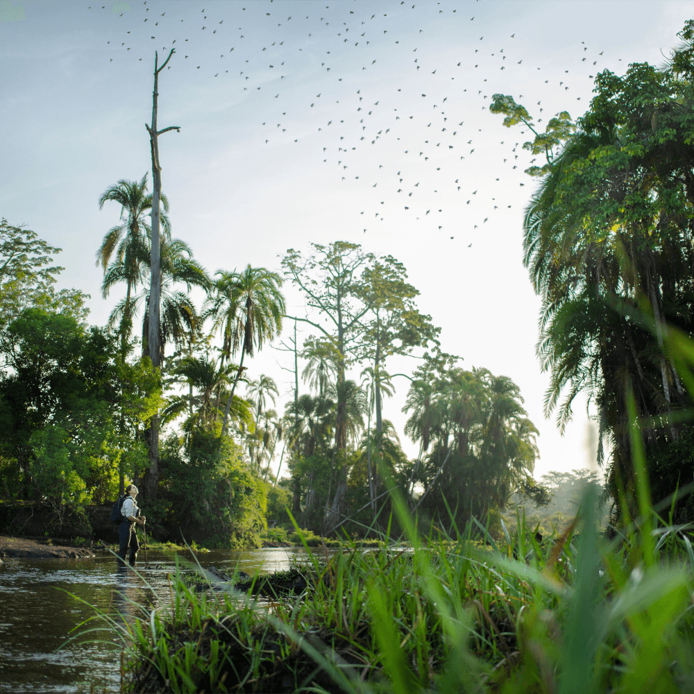 A person looking up at a flock of birds, surrounded by the green foliage of the Lango baï