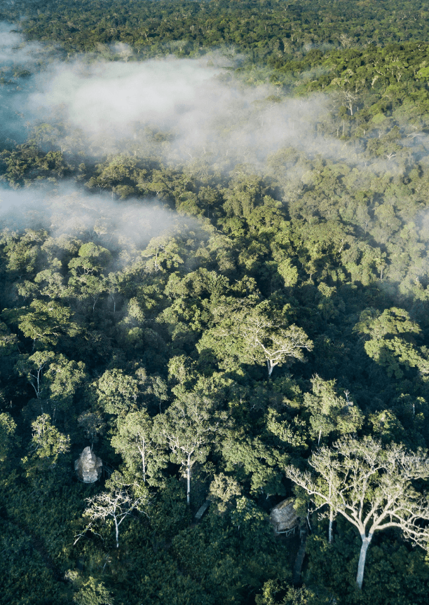 View of a misty forest from above with two thatched-roof bungalows