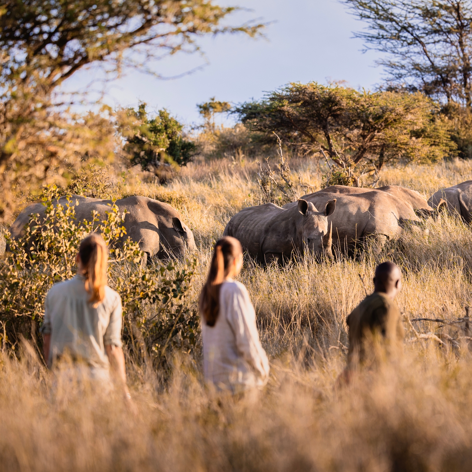 The African bush with a group of rhinos in the distance.