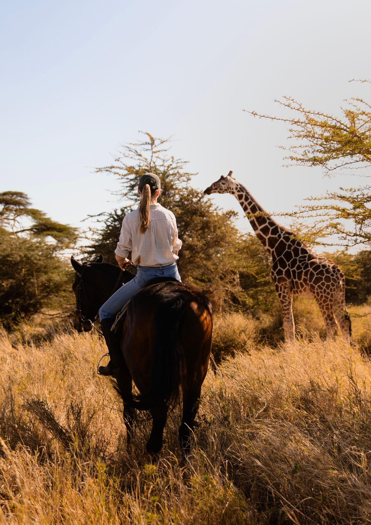 A brown horse through African bushland with high grass and a giraffe grazing spotted in the distance.