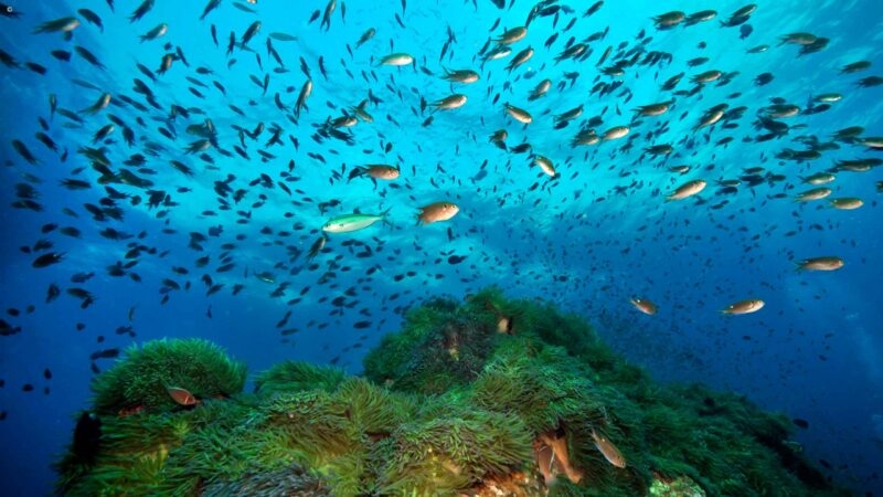 Shoal of fish Koh Tao