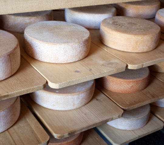 Numerous large, circular cheese wheels resting on wooden shelves in an aging cellar.