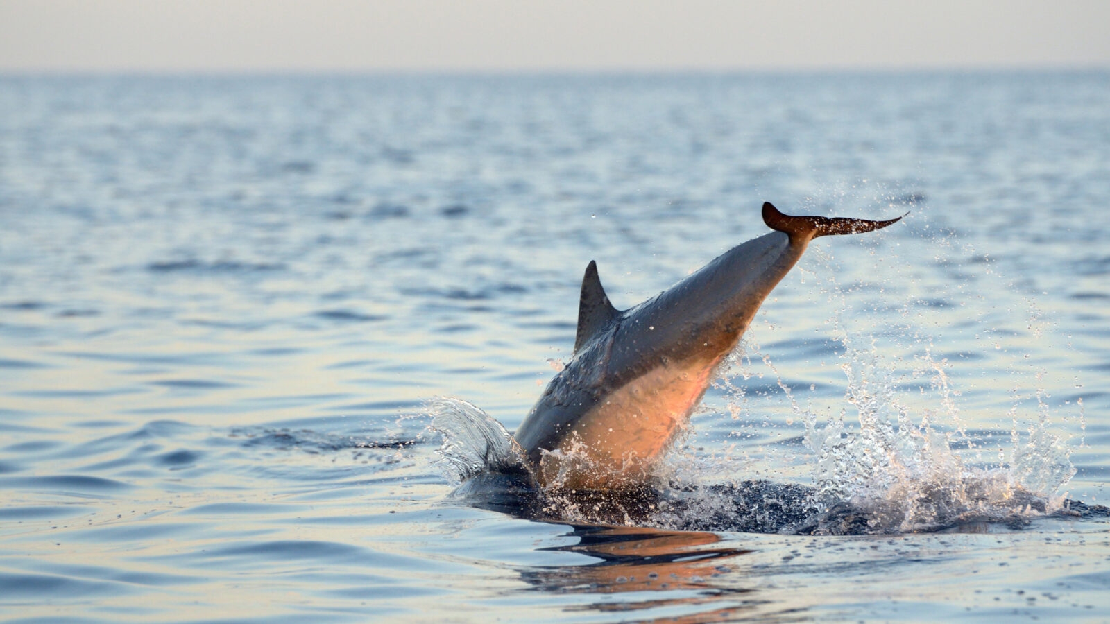 dolphin-bali