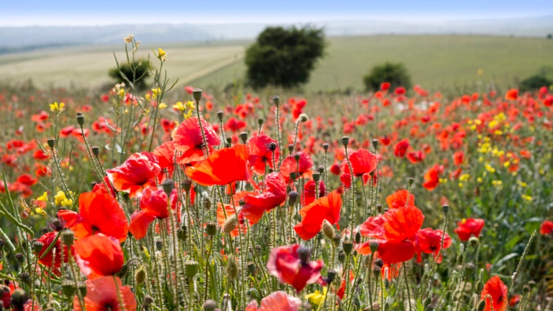 A dense field of bright red poppies and yellow wildflowers in a rural landscape.