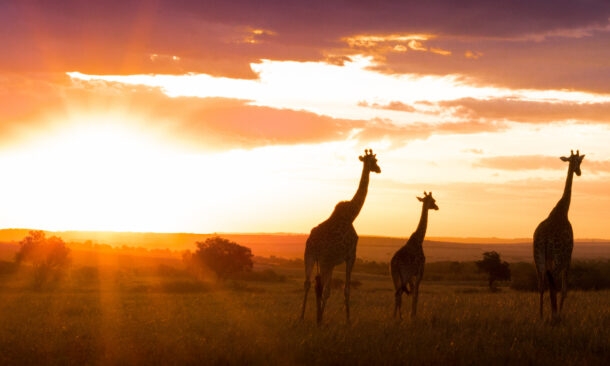 A Wildly Adventurous Tanzanian Honeymoon