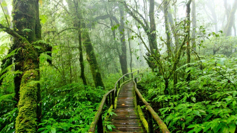 Doi Inthanon, Chiang Mai, Thailand