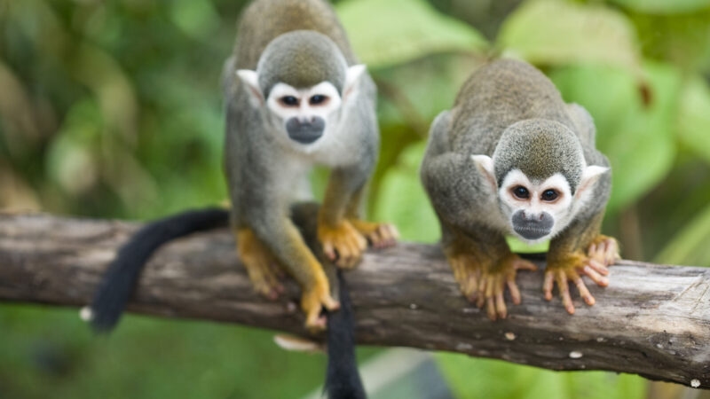 Squirrel Monkeys Amazon Ecuador