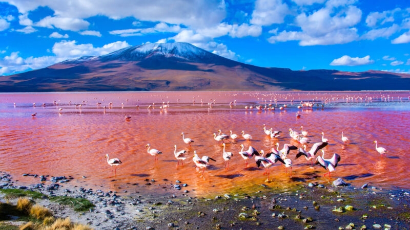 Flamingoes in Laguna Colorada , Uyuni, Bolivia