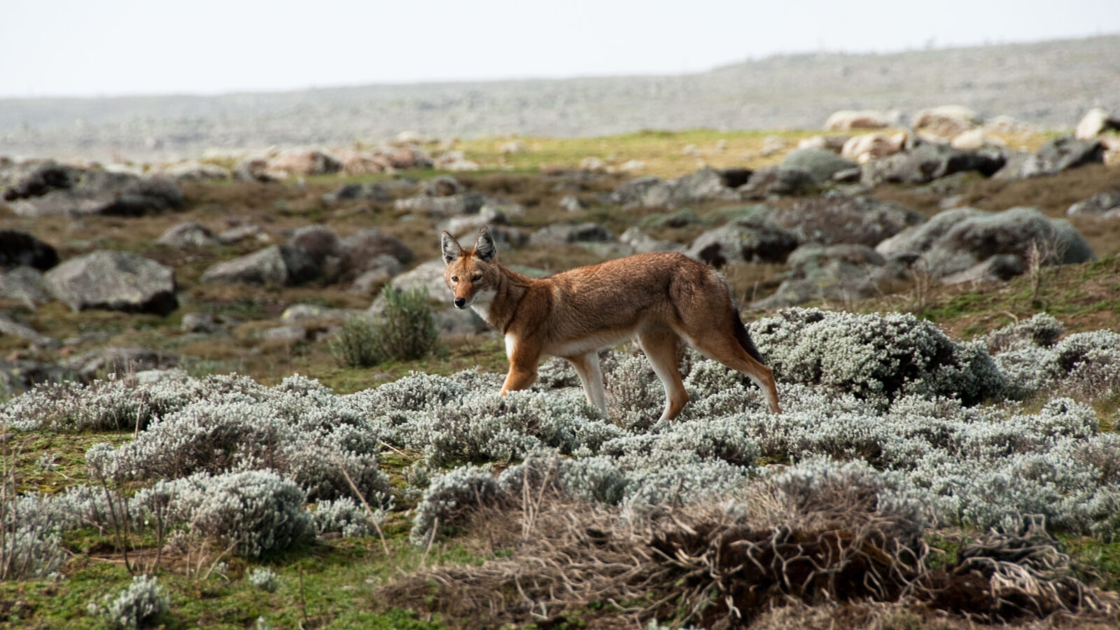 A reddish-brown wolf walks across a rocky plateau covered in low-lying grey shrubs and scattered boulders.