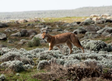 Bale Mountains thumbnail