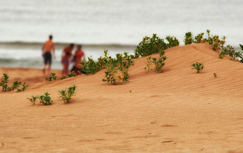 Close-up of green shrubs growing on sand dunes with blurred figures and the sea in the background.