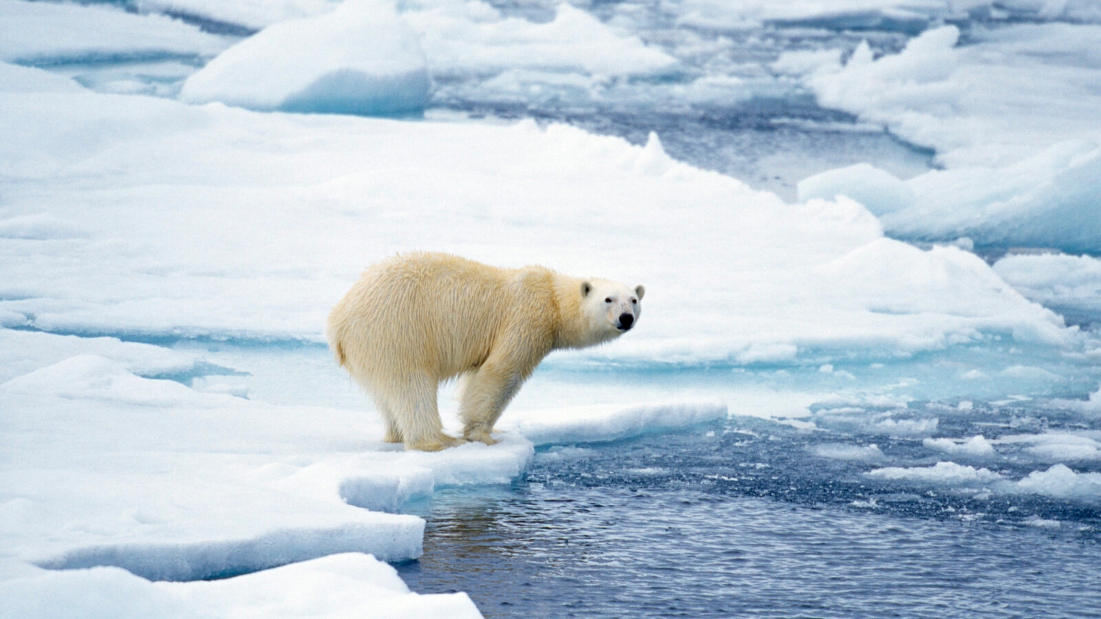 polar bear svalbard