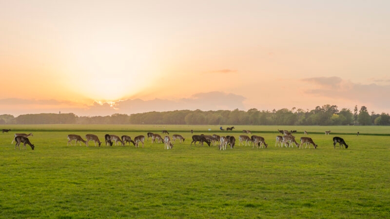 deer-phoenix-park-dublin-ireland