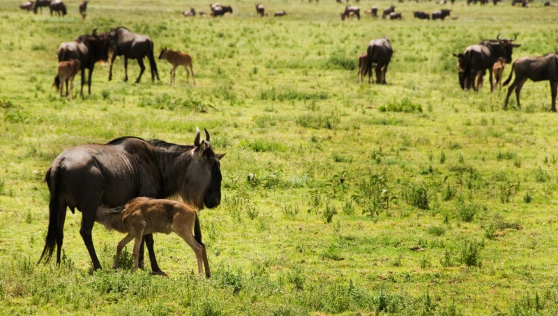A young wildebeest calf feeding on the plains of the Serengeti, Tanzania.