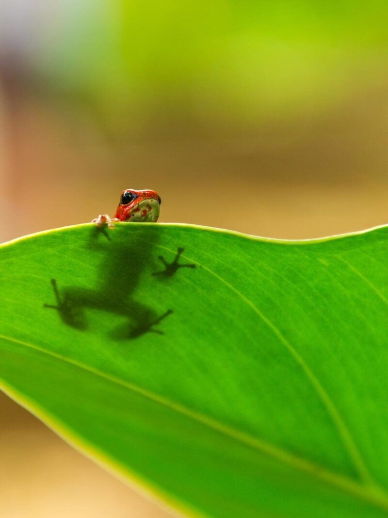 Luxury Costa Rica tours - A strawberry dart frog hiding behind a leaf