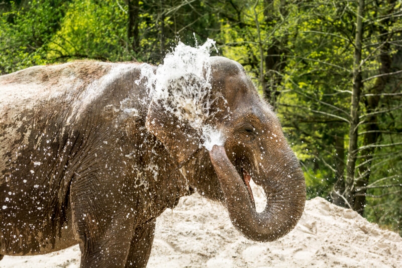Luxury Thailand Tours - Elephant bathing